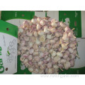 Crop 2019 Normal Garlic